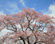 那須町高久の桜(1)