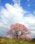 那須町高久の桜(2)